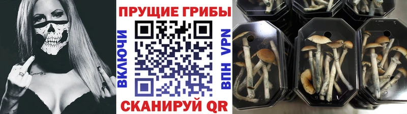 купить  цена  Карталы  Галлюциногенные грибы Magic Shrooms 